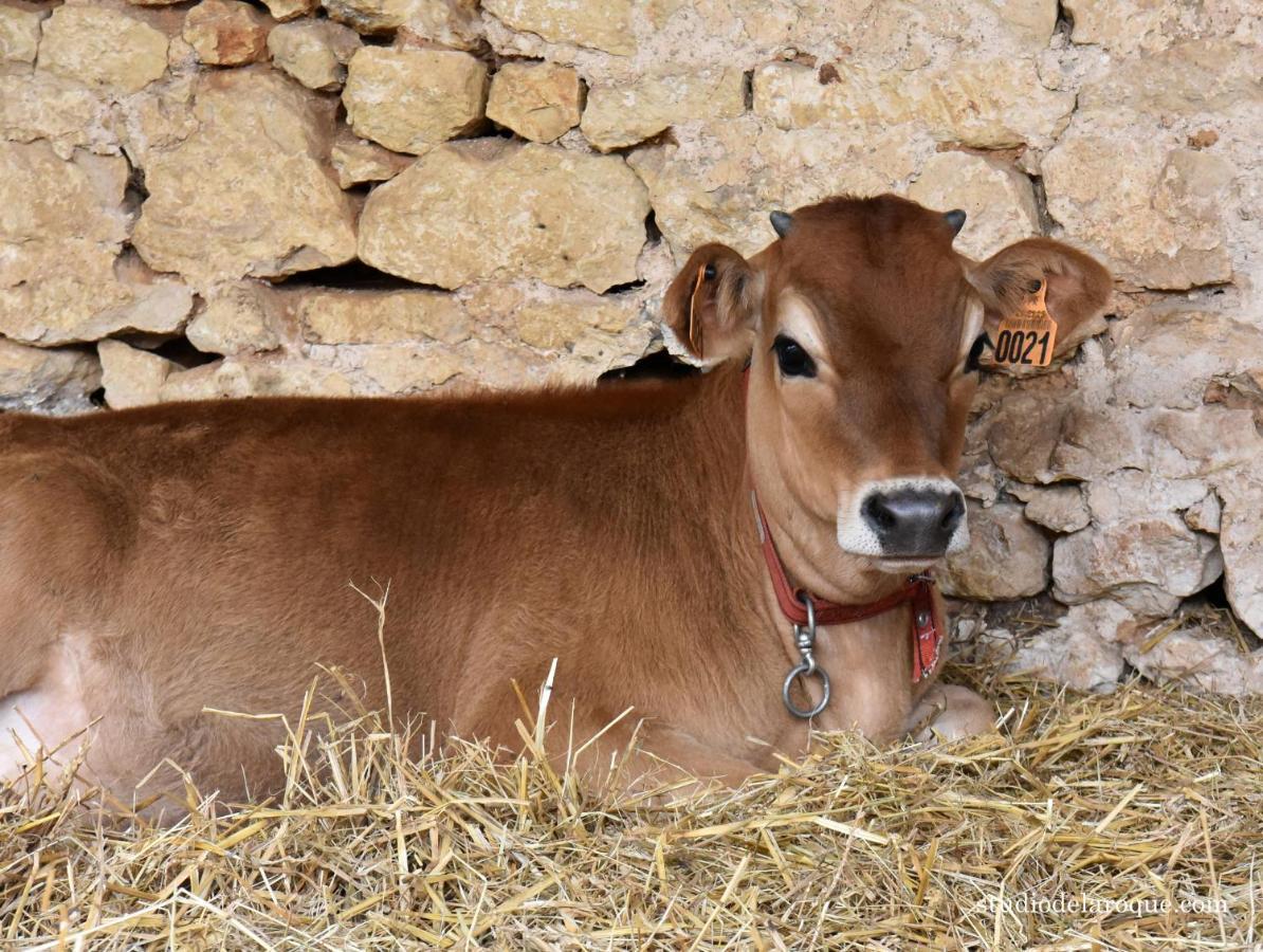 Sanxay Domaine De La Briouse Bed & Breakfast エクステリア 写真