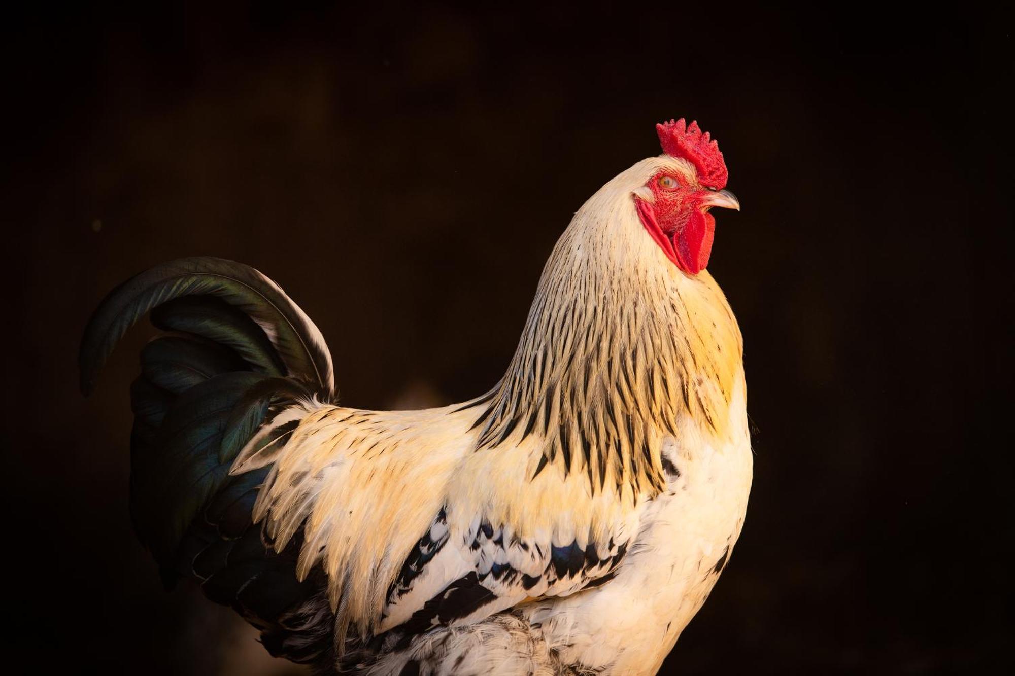 Sanxay Domaine De La Briouse Bed & Breakfast エクステリア 写真
