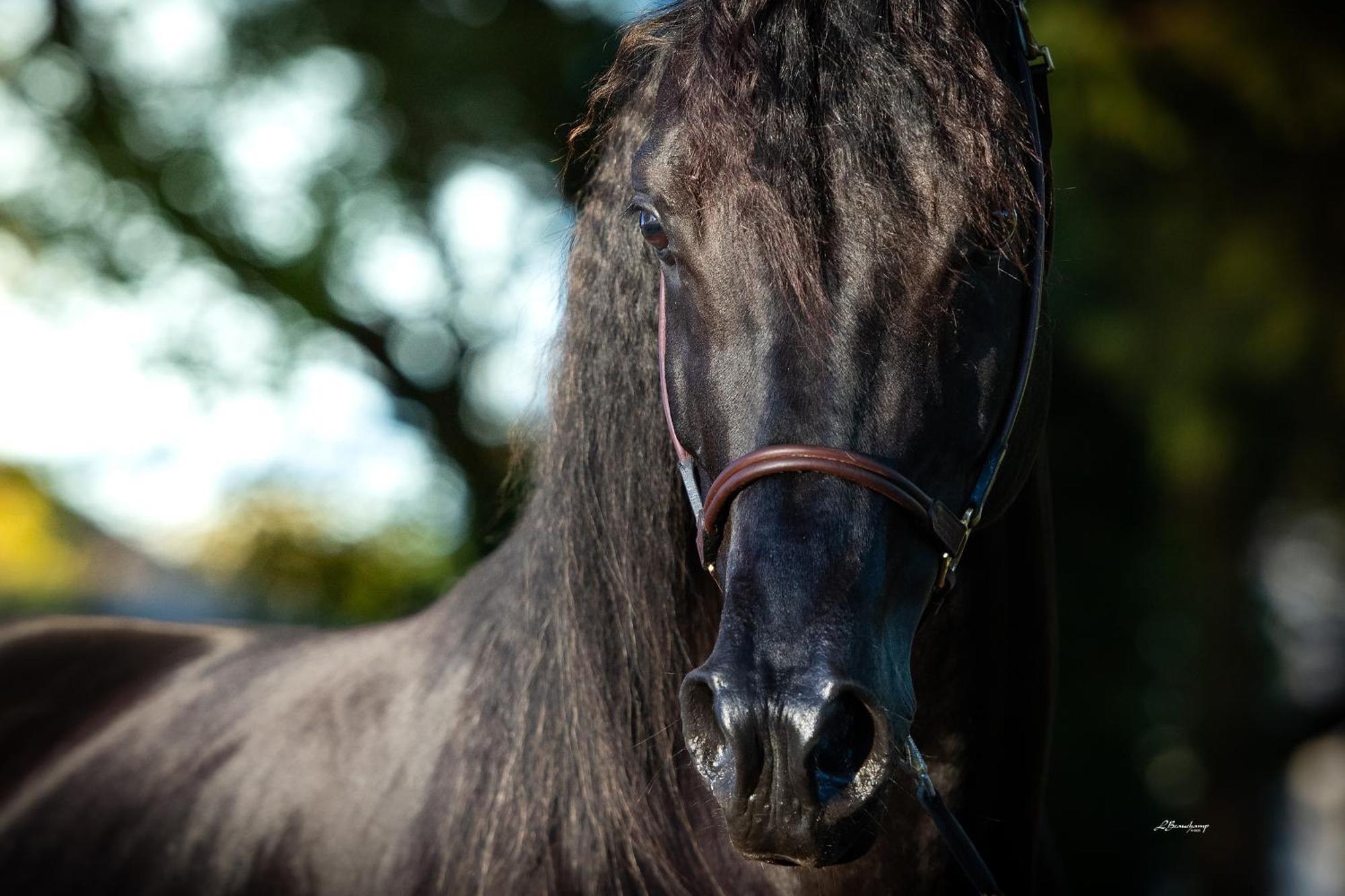 Sanxay Domaine De La Briouse Bed & Breakfast エクステリア 写真